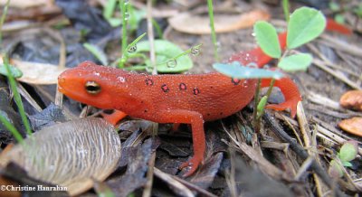  Red eft/Red-spotted newt (Notophthalmus viridescens)