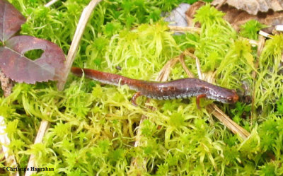 Four-toed salamander (Hemidactylium scutatum)