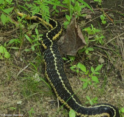 Garter snake (Thamnophis sirtalis) digesting a meal