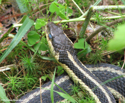 Garter snake (Thamnophis sirtalis)