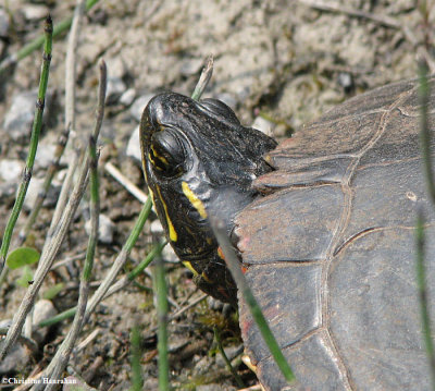 Midland painted turtle (Chrysemys picta)