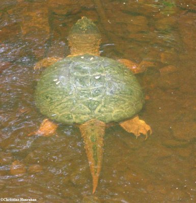 Snapping turtle (Chelydra serpentina)
