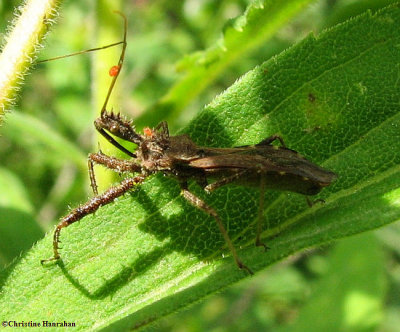 Spined assassin bug (<em>Sinea  diadema</em>)