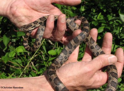 Milk snake (<em>Lampropeltis triangulum</em>)