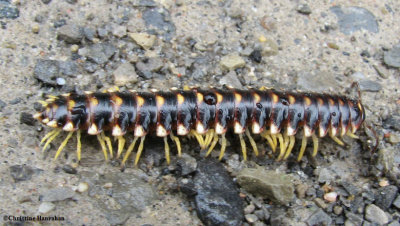 Millipede (<em>Sigmoria trimaculata</em>)