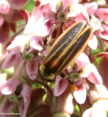 Firefly (<em>Photuris</em> sp.)