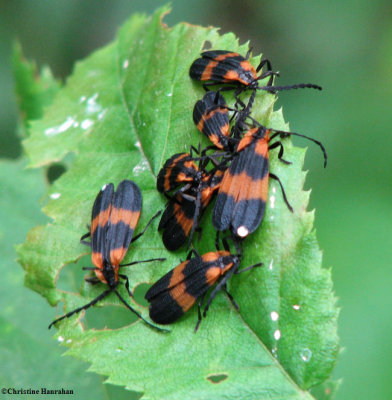 Net-winged beetles (Calopteron reticulatum)