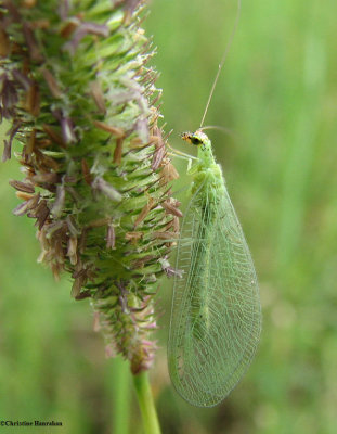 Green lacewing (<em>Chrysoperla</em> sp.)