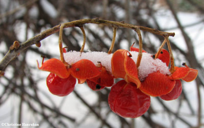 Bittersweet (<em>Celastrus scandens</em>)