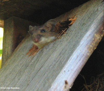 Mouse, probably White-footed Mouse