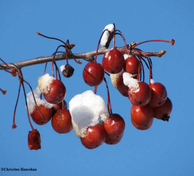 Crabapples