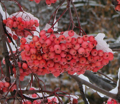 Mountain ash (<em>Sorbus</em> sp.)