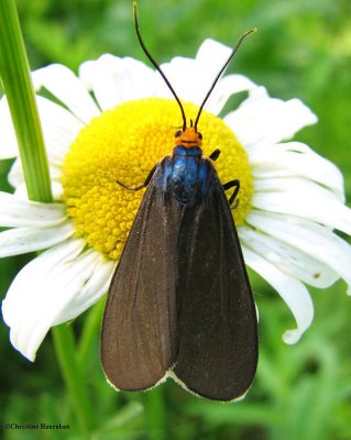 Virginia ctenucha   (<em>Ctenucha virginica</em>), #8262