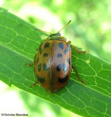 Alder leaf beetle (<em>Chrysomela mainensis</em>)