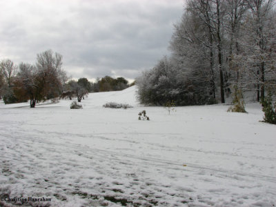 g1/50/883250/3/109472219.Rw810vEE.jpg