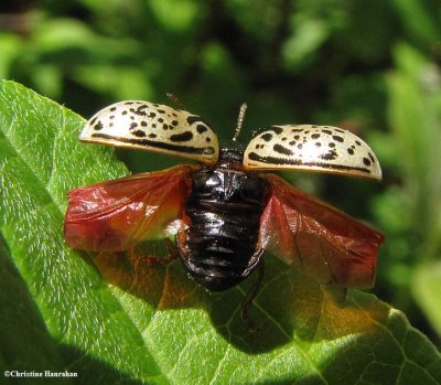 Dogwood Calligrapher beetle (<em>Calligrapher philadelphica</em>)