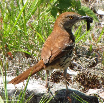Brown thrasher carrying food