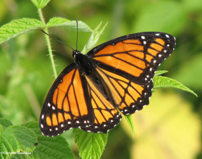 Viceroy (<em>Limenitis archippus</em>), Monarch mimic