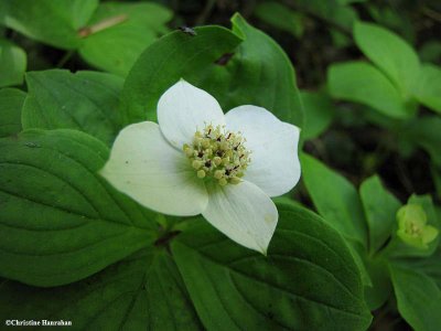 Bunchberry (<em>Cornus canadensis</em>)