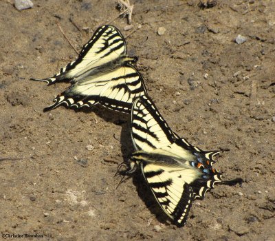 Canadian tiger swallowtails  (<em>Papillio canadensis</em>)