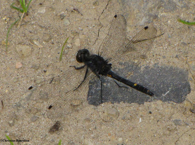 Dot-tailed whiteface  (<em>Leucorrhinia intacta</em>)