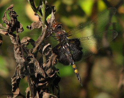 Black saddlebags (<em>Tramea lacerata</em>)