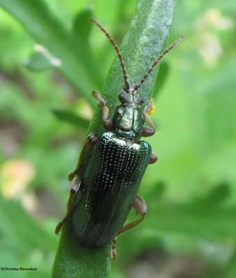 Aquatic leaf beetle (<em>Donacia</em>)