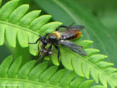 Robber fly (<em>Laphria sericea</em>) with beetle. Another bee mimic