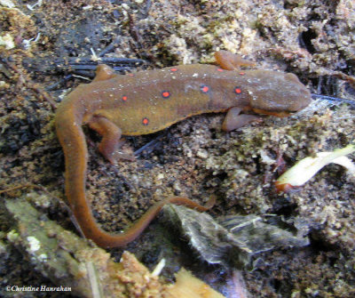 Red-spotted Newt  (Notophthalmus viridescens)
