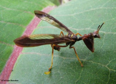 Brown mantisfly (<em>Climaciella brunnea</em>) , a mimic of vespid wasps