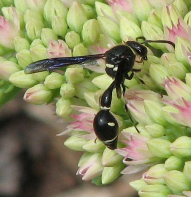 Potter Wasps and Mason Wasps (Family: Vespidae, Subfamily Eumeninae)