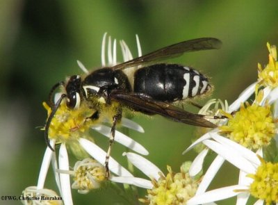 Bald-faced hornet (<em>Dolichovespula maculata</em>) on flat-topped aster.jpg