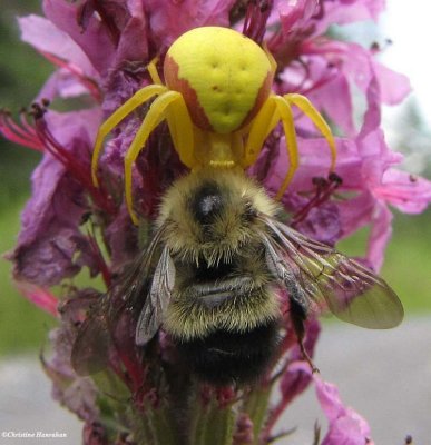 Goldenrod crab spider (<em>Misumena vatia</em>)with bumblebee