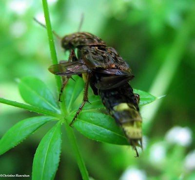 Rove Beetles of Larose Forest (Family: Staphylinidae)