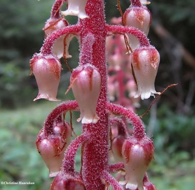 Wildflowers: P to S
