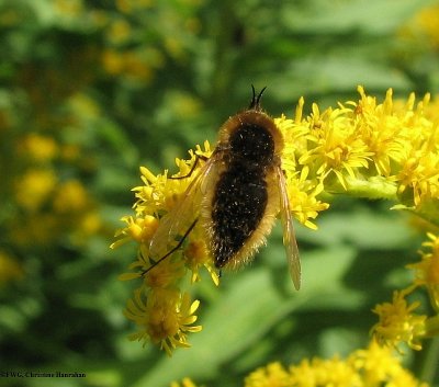 Bee fly (<em>Sparnopolius confusus</em>) on goldenrod
