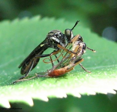 Robber fly (Asilidae) with prey