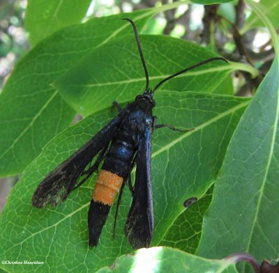 Peach tree borer moth, female (<em>Synanthedon exitiosa</em>) #2583