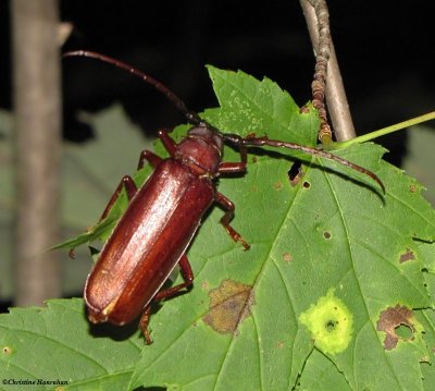 Brown prionid long-horned beetle (<em>Orthosoma brunneum</em>)