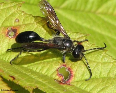 g1/50/883250/3/116247566.RHsGPgcS.jpg