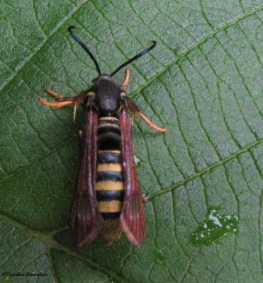 Raspberry crown borer moth  (<em>Pennisetia marginata</em>) #2513