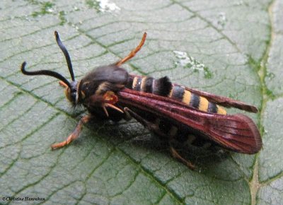 Raspberry crown borer moth  (<em>Pennisetia marginata</em>) #2513,