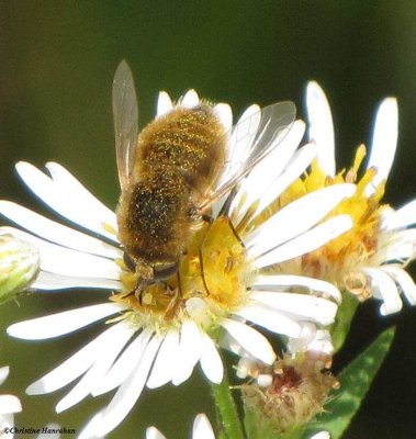 Aster Bee fly (<em>Sparnopolius confusus</em>)