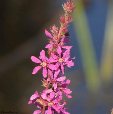 Purple loosestrife (<em>Lysimachia salicaria</em>)