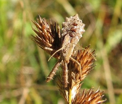 Spined assassin bug  (<em>Sinea diadema</em> ), nymph