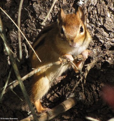 Chipmunk in Larose Forest