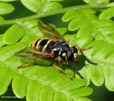 Hover fly (<em>Temnostoma alternans</em>), a vespid wasp mimic