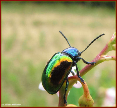 Oval Leaf Beetles (Family Chrysomelidae, Subfamily: Eumolpinae
