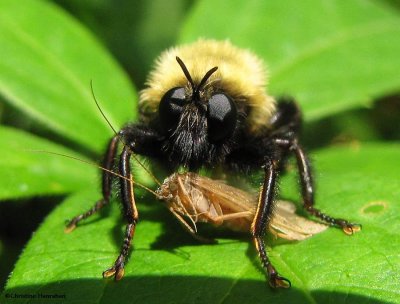 Robber fly (<em>Laphria</em>)  with prey. 