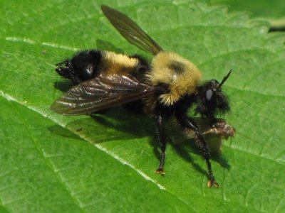 Side view of robber fly (<em>Laphria</em>) with prey, looking more bumblebee like!